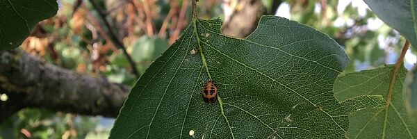 Larve coccinelle. Photo: Flore Araldi, FiBL.