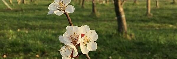 Abricotier fleur. Photo: Flore Araldi, FiBL.