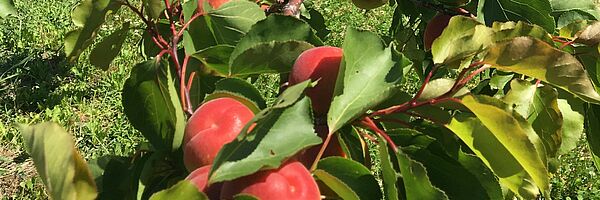 Murissement fruits. Photo: Flore Araldi, FiBL.